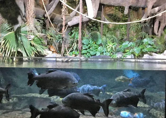 Perla's House With Incredible Sea View Apartment Puerto de la Cruz (Tenerife)